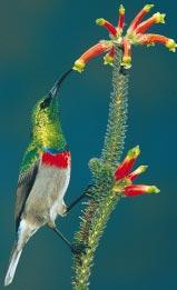 Lesser Double-Collared Sunbird