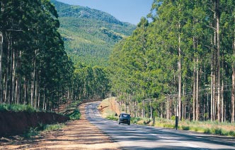 Limpopo - Road through Modjadji